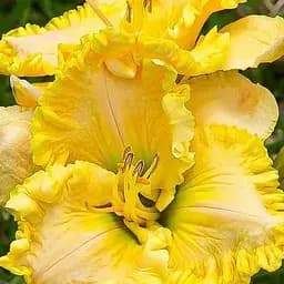 Лилейник "Diamonds for Divas" (сортовой укорененный в контейнере С1,2) (186012) 1 саженец