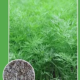 Насіння Весна Кріп Кущовий 2 г (10170)