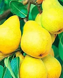 Саджанець Agro-Market Груша Лимонка (літній сорт, ранній термін дозрівання) (15782) 1 шт. в упаковці - мініатюра 2