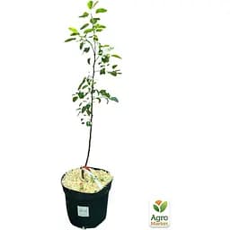 Саджанець Agro-Market Груша Рікс укорінена в контейнері (саджанець 2 роки) (153292) - мініатюра 3