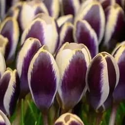 Крокус ботанический "Panda" (186397) 3 шт