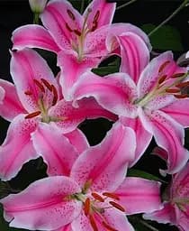 Луковица Agro-Market Лилия Sorbonne гигантский цветок 1 шт. в упаковке (45660)