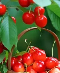 Саджанець Agro-Market Черешня рожева Аеліта (літній сорт, середньопізній термін дозрівання) 1 шт. в упаковці (35976)