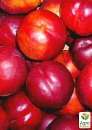 Саджанець Agro-Market Нектарин Флейвор Топ (літній сорт, середній термін дозрівання) 1 шт. в упаковці (39945) - мініатюра 6