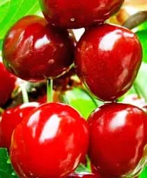 Саджанець Agro-Market Черешня Джорджія (суперсолодкий сорт, середній термін дозрівання) 1 шт. в упаковці (71729)