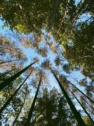 Гель для душу Yope Wood Guaiac Tree, 400 мл - мініатюра 3