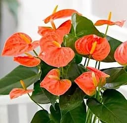 Саджанець Agro-Market Антуріум (Anthurium) Prince of Orange (152866) 1 шт. в упаковці (кімнатний)