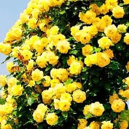 Троянда плетиста Agro-Market Казино саджанець класу АА+ вищий сорт 1 шт. в упаковці (20631)