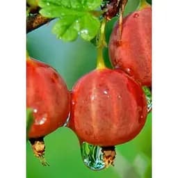 Саджанець Agro-Market Агрус Садко (середньо-ранній термін дозрівання) 1 шт. в упаковці (25267)