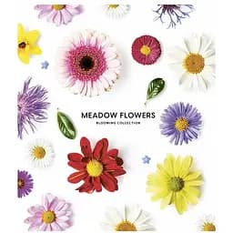 Зошит загальний Школярик Meadow flowers, в лінійку, 36 арк, УФ-лак, 20 шт. (036-3190L) - мініатюра 3