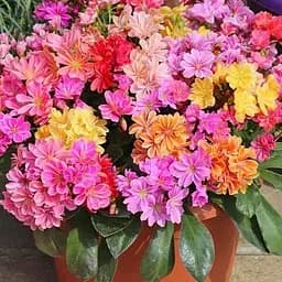 Левізія "Elise Mix" (49335) 1 шт