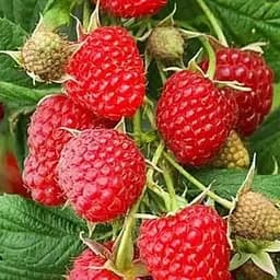 Малина Agro-Market "Cowichan" (средний срок созревания) 1-летний саженец (189470) 1 шт в упаковке