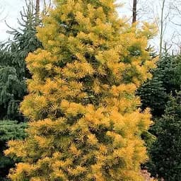 Ялиця щеплена Agro-Market 2-х річна одноколірна Wintergold С1 висота 20-25 см 187445 1 саджанець в упаковці