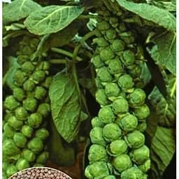 Насіння Весна на вагу Капуста Брюссельська ціна за 2 г (32149)