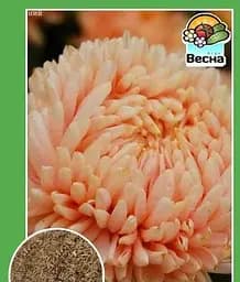 Семена Весна Астра Королевский размер Лососева 0.2 г (15893)