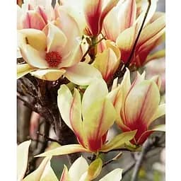 Магнолия 4-летняя "Sunrise" (высота 80-100см) (185265) 1 саженец Нидерланды