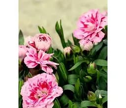 Саджанець Agro-Market Гвоздика Махрова Super Trouper Romy (контейнер № 10 висота 10 см) (112680) 1 шт. в упаковці