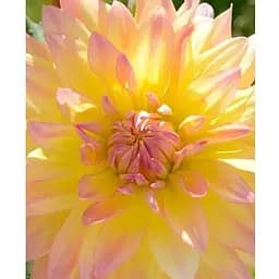 Цибулина Agro-Market Жоржина Cabana Banana (71990) 1 шт.