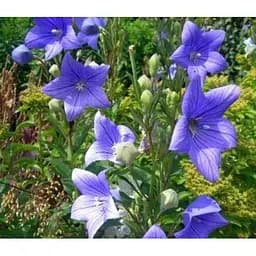 Луковица Agro-Market Широкозвонок (platycodon) Grandiflorus Mariesii (23581) 1 шт.