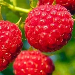 Малина Agro-Market "Феномен" (средний срок созревания, крупноплодный, неприхотливый сорт) 1-летний саженец (189481) 1 шт в упаковке