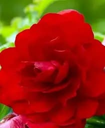 Клубень Agro-Market Бегония Махровая Красная 1 шт. (19635)