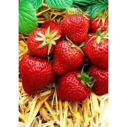 Саджанець Agro-Market Полуниця Ерос 5шт (середній термін дозрівання) (37306)