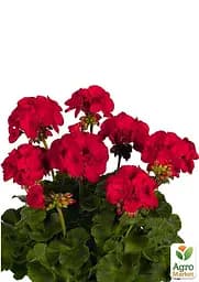 Пеларгонія зональна "Dark Red" (176645) 1 саженец - мініатюра 2