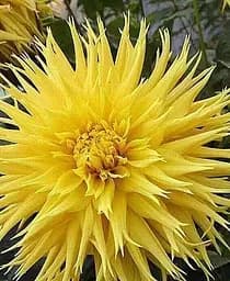 Клубень Agro-Market Георгина Encore 1 шт. в упаковке (23558)