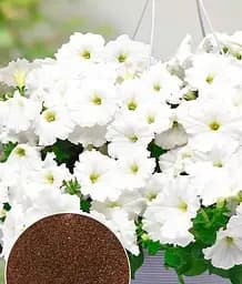 Семена Весна Петуния Белая королева, по весу, цена за 1.5 г (178112)