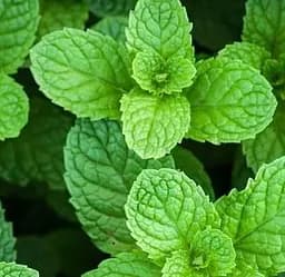 Саджанець Agro-Market М'ята Барбарисова Якима (Mentha spicata Yakima) (49829) (Корневище) 1 шт. в упаковці