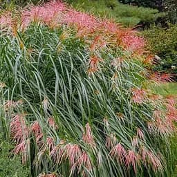 Саджанець Agro-Market Міскантус китайський Red Chief вазон С2 (181467) 1 шт. в упаковці
