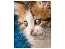 Альбом UFO PP-46200 Cat photo 10x15x200см (PP-46200 Cat photo) - мініатюра 4