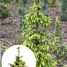 Ель сербская Agro-Market Aureа ком/сетка высота 80-90 см 184146 1 саженец в упаковке