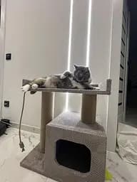 Будиночок кігтеточка з лежанкою для кота 65*55*35 см Мокко