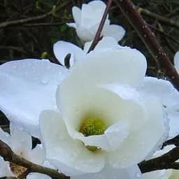 Саджанець Agro-Market Магнолія Оголена Magnolia Denudata (51052)