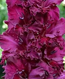 Луковица Agro-Market Гладиолус Mighty Joe Frizzle 3 шт. (52209)