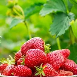 Саженец Agro-Market Клубника ярко-красная Флорида Элиана (Florida Eliana) (премиальный высокоурожайный сорт, раннего срока созревания) 5 шт.