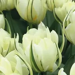 Тюльпан "White Valley" (61559) 2 шт