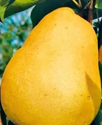 Саджанець Agro-Market Груша Далісан (осінній сорт, середній термін дозрівання) (39856) 1 шт. в упаковці - мініатюра 3