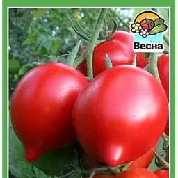 Насіння Весна Томат Примадонна Новий пакет 0.1 г (23225)