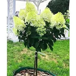 Гортензия метельчатая на штамбе "Silver Dollar" С3 высота штамба 50-70см (62316) 1 саженец