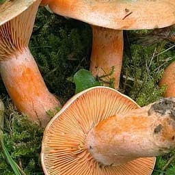 Сухий зерновий міцелій "Рижик" 10г (45505)