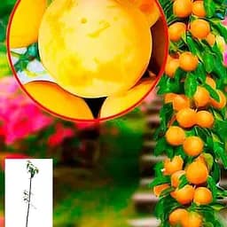 Слива колоновидна Agro-Market Жовта укорінена в контейнері саджанець 2 роки 153076 1 саджанець в упаковці