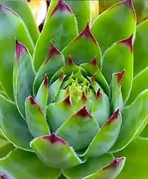 Молодило кулясте Agro-Market Sunset 1 саджанець в упаковці