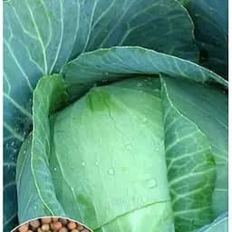 Насіння Весна на вагу Капуста Харківська зимова ціна за 6 г (13388)