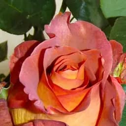 Роза чайно-гибридная Agro-Market желто-коралловая Танго Tango саженец класса АА+ премиальный сорт на срезку 1 шт. в упаковке (48109)