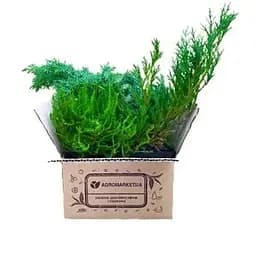 Саджанець Agro-Market Ялівець середній Old Gold (контейнер Р9, висота 10-12 см) (25059) 1 шт. в упаковці - мініатюра 3
