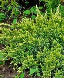 Саджанець Agro-Market Ялівець лускатий 3-річний Dream Joy С3 діаметр 25-30 см 1 шт. в упаковці (176860)