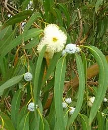 Евкаліпт Цитрусовий Eucalyptus Citriodora (цитрусовий аромат з ноткою бальзаму) Agro-Market 1 шт. в упаковці (49541)