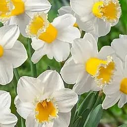 Саженец Agro-Market Нарцисс Sugar Dipped 2 шт.